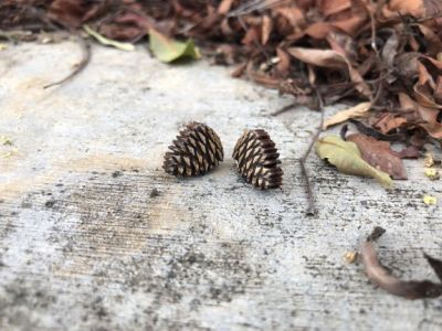 Wooden Stud Earrings