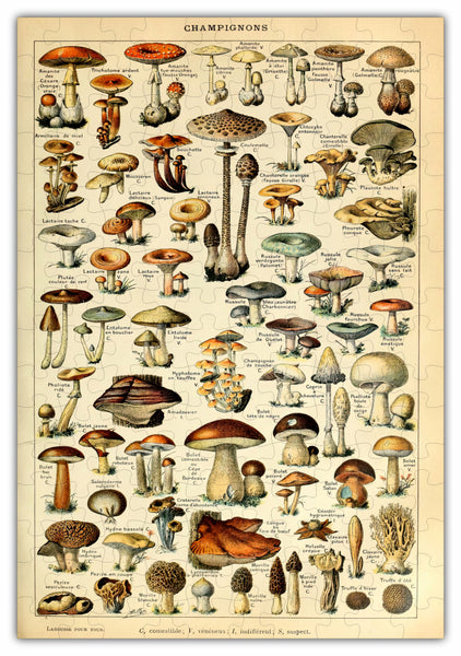 Mushroom Species Chart Puzzle